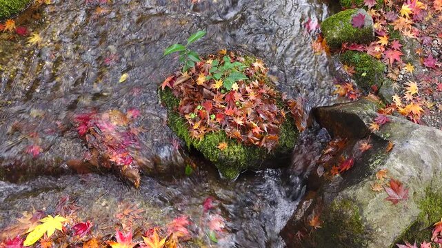 beautiful autumn landscape with colorful leaves in Kyoto, Japan.