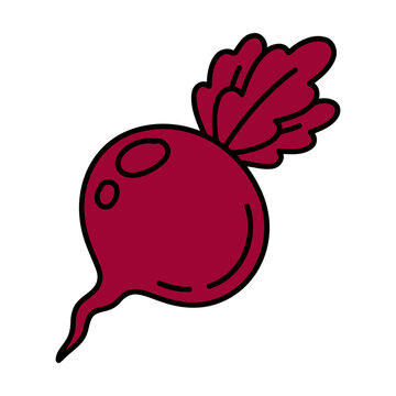 Fresh red beet vegetable with green leaves in a simple cartoon style illustration Vector