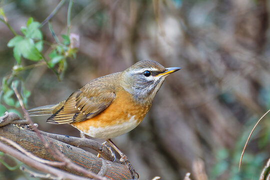 森の中から出て来たマミチャジナイ(Eyebrowed Thrush)