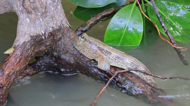 Footage of a mudskipper gripping tightly to a mangrove root while resisting sea waves