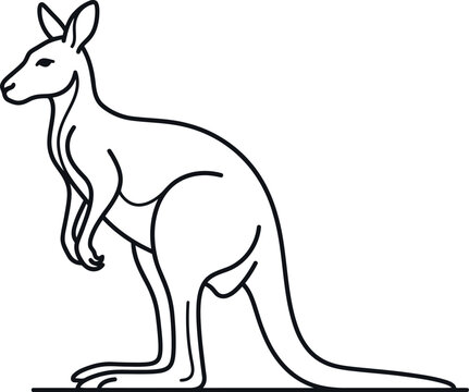 kangaroo vector illustration