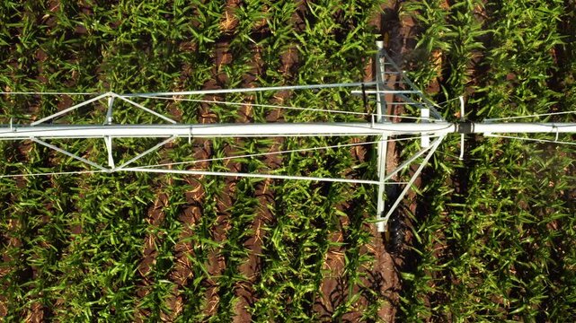 Under clear skies, an irrigation system distributes water across lush corn rows in an agricultural setting.