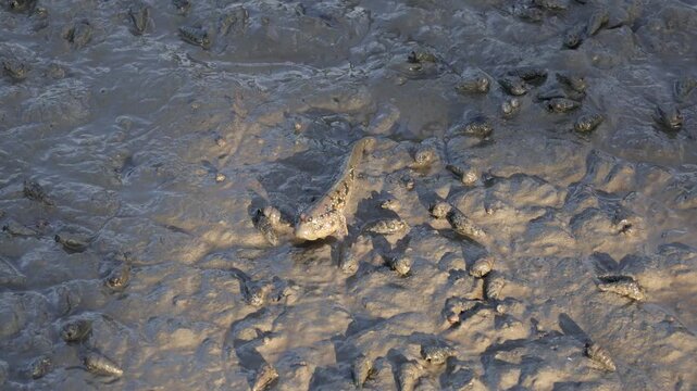 Amphibious Mudskipper walking and foraging on wet mud in a mangrove forest at low tide