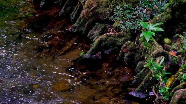 Flowing river with tree roots on riverbank at Tavoro waterfall in Bouma National Heritage Park on tropical island Taveuni Fiji