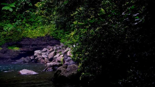 Scenic view green plants and forest trees moving in breeze at Tavoro waterfall in Bouma National Heritage Park on tropical island Taveuni Fiji