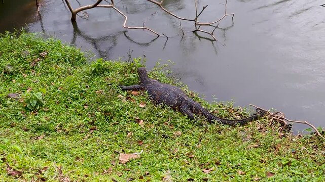 Wild large water monitor lizard reptile on bank at Kandy Lake Kiri Muhuda in Kandy, Sri Lanka