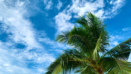 palm tree and blue sky © Krit
