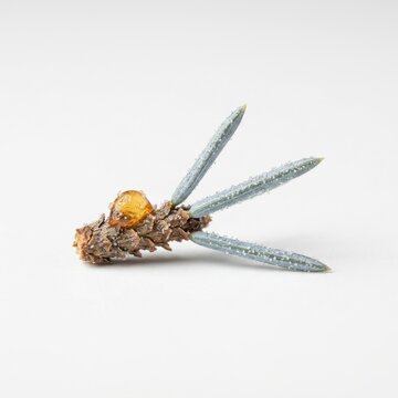 Frosted spruce twig with needles and pine cone detail in close-up