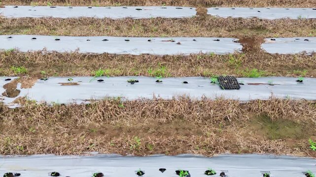 Smooth cinematic drone footage tracks left over agricultural planting beds covered with silver plastic mulch, showing planting holes, young green plants, dry grass, exposed soil, and parallel rows.