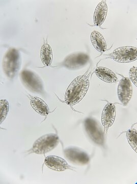 Microscopic view of microscopic copepod crustaceans swimming in water under a compound laboratory microscope