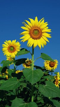 Enchanting sunflowers in the wind under blue sunny sky, symbol of resilience and joy