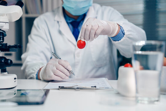 Food scientist inspecting a fresh tomato and recording quality control data in a laboratory to ensure food safety and product standards.