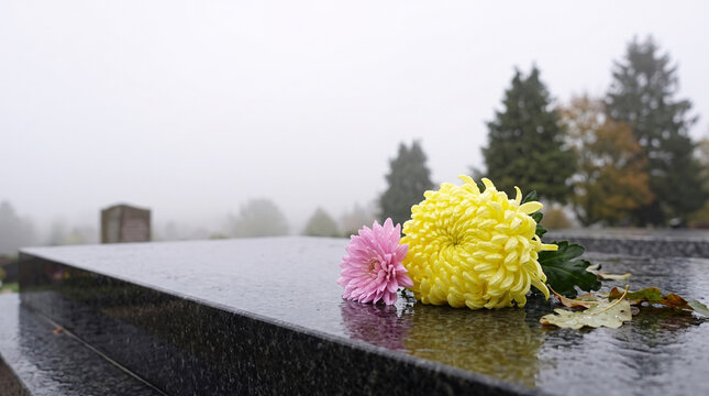 Fleurs de chrysanth&egrave;mes pos&eacute;es sur une tombe humide