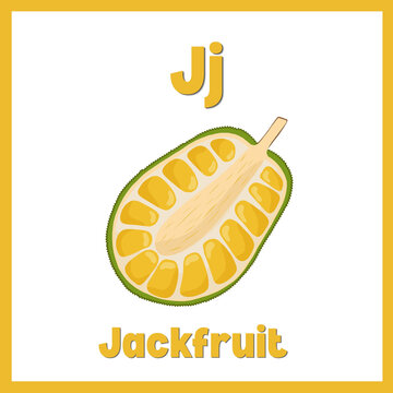 Educational alphabet flashcard illustration featuring a halved jackfruit and the letter J.
