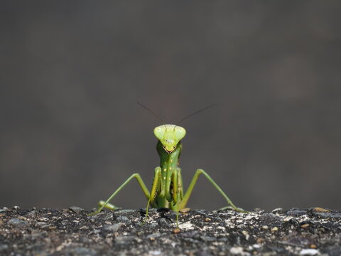 カマキリがこちらを見ている