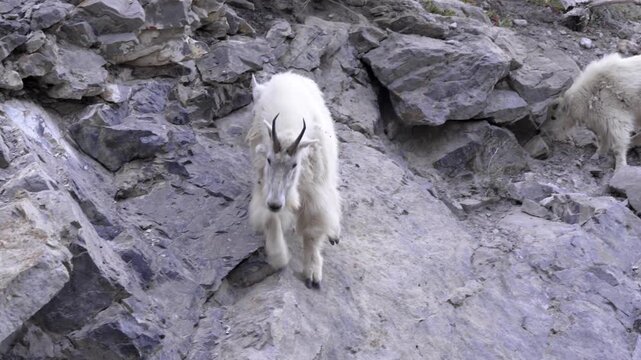 Wild mountain goat standing on steep rocky cliff face. White shaggy fur caprine animal. Alpine wildlife video footage.