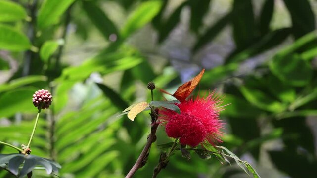 Gulf Fritillary butterfly drinking nectar from a vibrant pink powderpuff flower at the end of the year