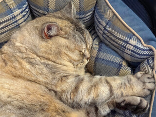 Cat is sleeping in a cozy cat bed.  © OLENA LIALINA