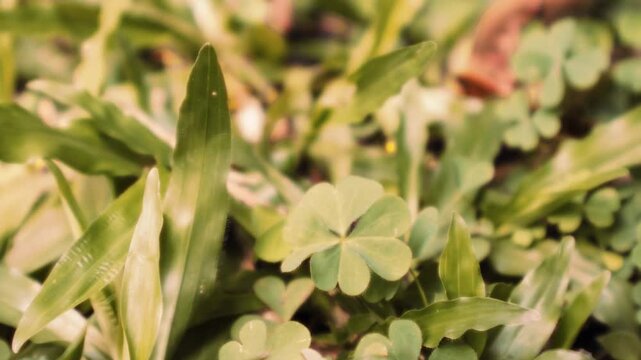 Among green grass in the golden hour, a rare Four-leaf Clover whispering fortune in the field