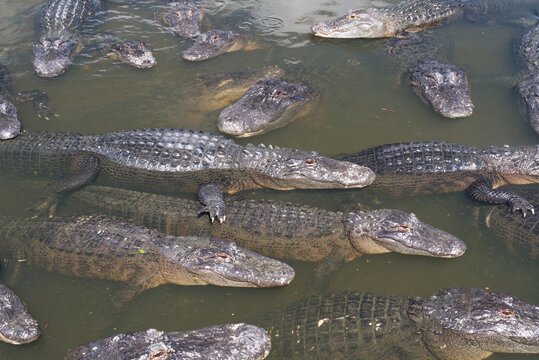 Alligators all around