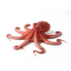 octopus isolated on white background © Naeem