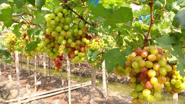 Bunches of red grapes ripening on the vine with green, orange and red berries