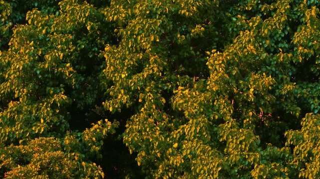 Golden green foliage of a sacred Bodhi tree fluttering gently in warm sunlight for background