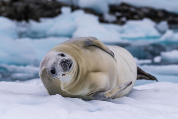 Close-up of a crabeater seal -Lobodon carcinophaga- resting on a small iceberg near the fish islands on the Antarctic peninsula © Goldilock Project