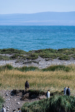 Outdoor scene with a close-up of a King Penguin - Aptenodytes patagonicus- on Tierra de Fuego, in Southern Chile.