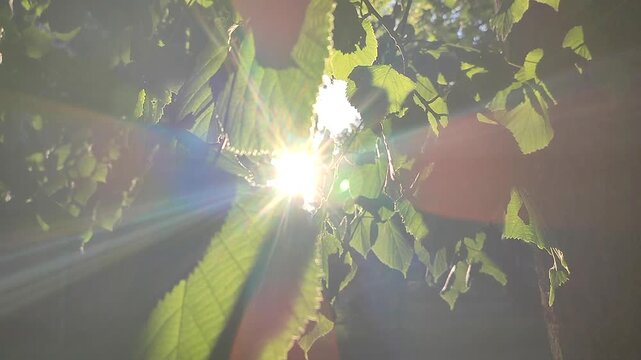 Bright sun shining through green leaves on warm summer evening. Rays of sunshine breaking through leaves. Green leaves on tree and shining rays of sun. Sun beams on street. Nature. Natural background
