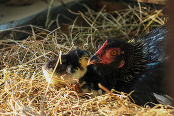 Black Hen with Little Chicks in Straw Nest © Hendri