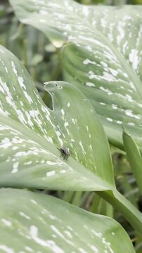 a flesh fly resting on a dumb cane leaf