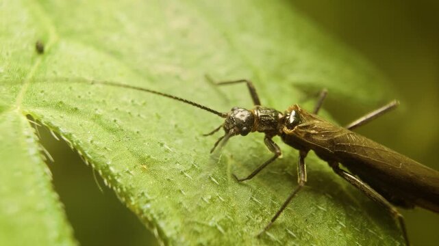 Close-up of a rolled-winged stonefly (Leuctridae) resting on a leaf in its natural environment