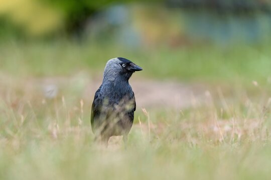 A western jackdaw in the nature habitat. A Eurasian jackdaw walks in the grass and looks for food. Portrait of a European jackdaw. Coloeus monedula