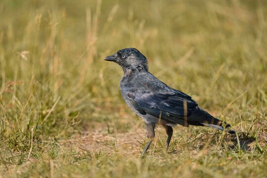 A western jackdaw in the nature habitat. A Young Eurasian jackdaw walks in the grass and looks for food. Portrait of a European jackdaw. Coloeus monedula