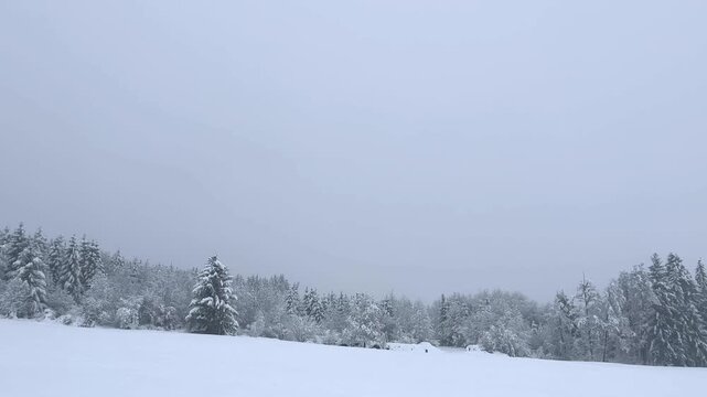Peaceful winter scene featuring a dense forest covered in fresh snow during a heavy blizzard. The serene and cold landscape shows fir trees blanketed in white under a grey, overcast sky