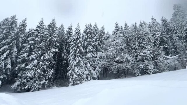 Heavy snowfall covering a peaceful coniferous forest during a blizzard in the Bavarian alps. Beautiful and serene winter wonderland landscape during the cold Christmas season in Germany