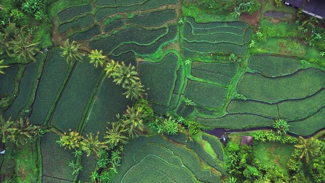 Lush green Bali rice paddies seen from above with coconut palms tropical farmland patterns of irrigation water and vibrant agricultural landscape across rural Indonesia countryside