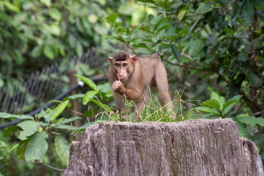 pig-tailed macaque macaca nemstrina