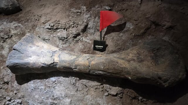 Closeup of Fossilized Dinosaur Humerus Bone Excavated in Patagonia Argentina Paleontology Site