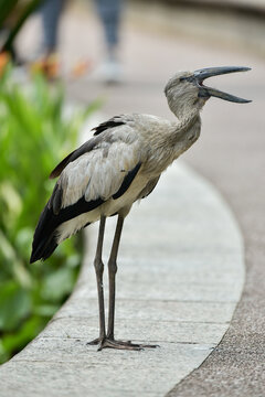 asian openbill anastomus oscitans standing with beak wide open