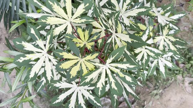 Variegated cassava Plant (Manihot esculenta Variegata)