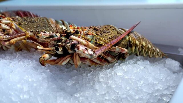 Close up of a fresh raw spiny lobster resting on a thick bed of crushed ice. The bright seafood market display highlights its detailed shell texture, ideal for culinary and restaurant content.
