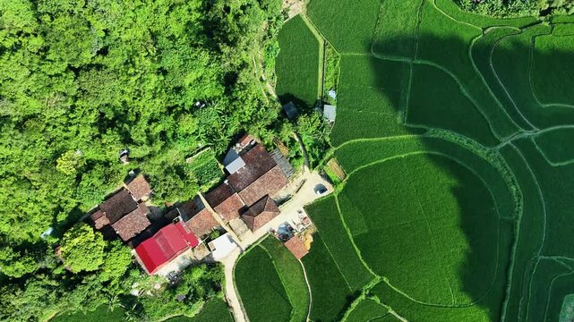 Vertical aerial descent over village rooftops and patterned green rice terraces in Trung Khanh, Cao Bang, Vietnam