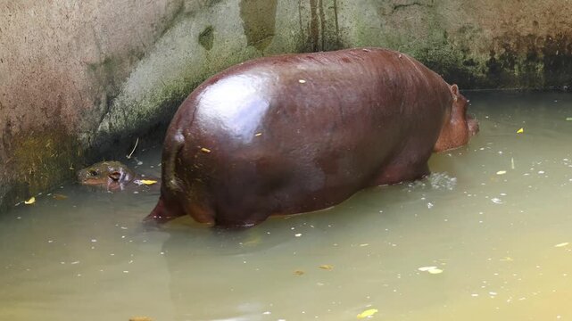 One-month-old baby pygmy hippo sleeping and cuddling near its mother for protection in a zoo pool