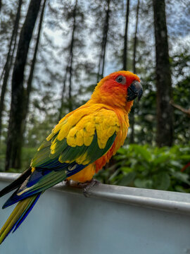 Close-up of a vibrant sun conure parrot with bright orange and yellow plumage perched on a metal railing with a pine forest background.