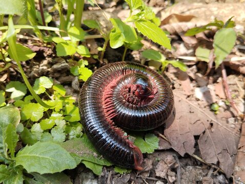 Large black millipedes are spirally coiled, showing a segmented body and pink legs in nature