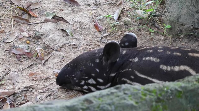 One-month-old baby Malayan tapir with spotted coat pattern sleeping and twitching its nose