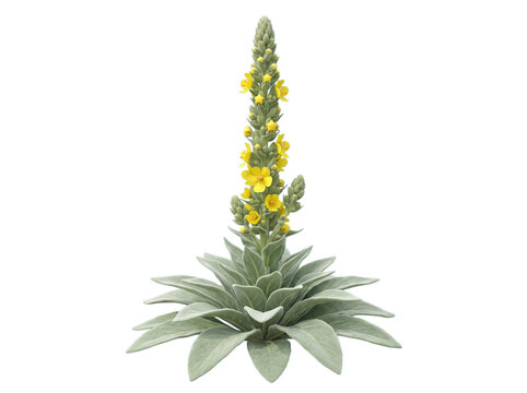 A tall mullein flower spike with yellow blossoms and fuzzy leaves, isolated transparent