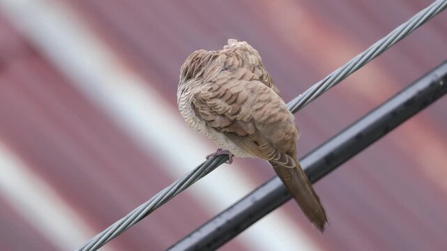 Close up of a young Zebra dove cleaning itself on an urban electrical wire